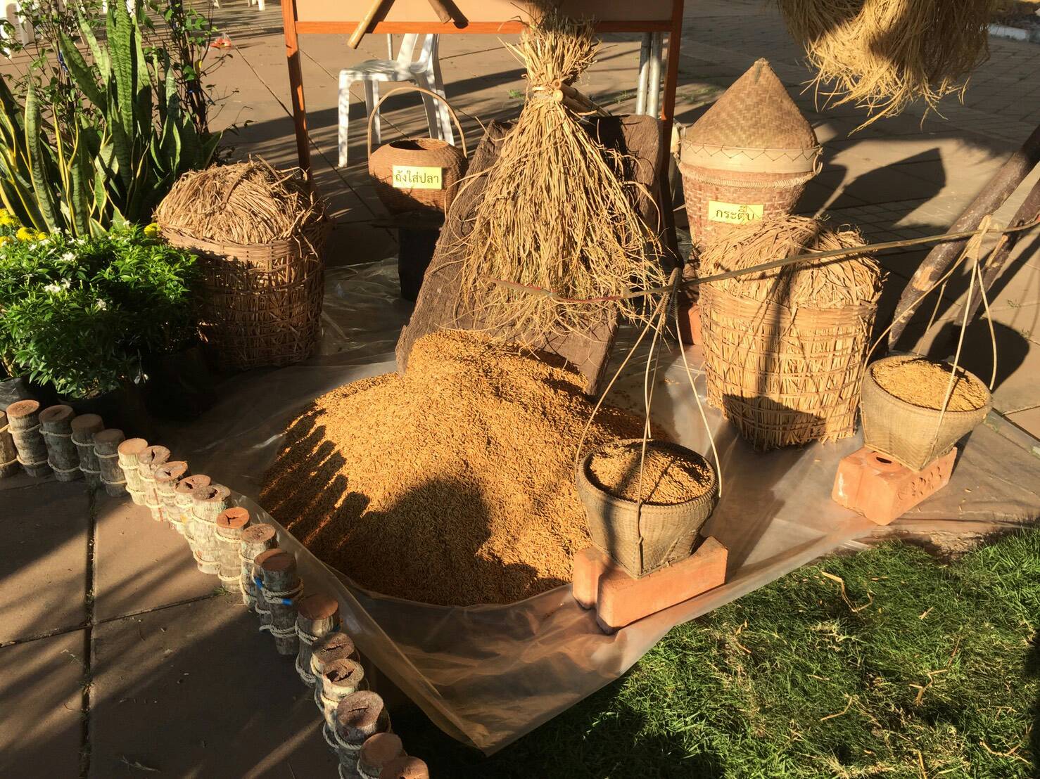 พจ.หนองคาย ร่วมทำบุญตักบาตรข้าวใหม่ เนื่องในการจัดงานเทศกาลข้าวใหม่ ประจำปี 2560 จังหวัดหนองคาย