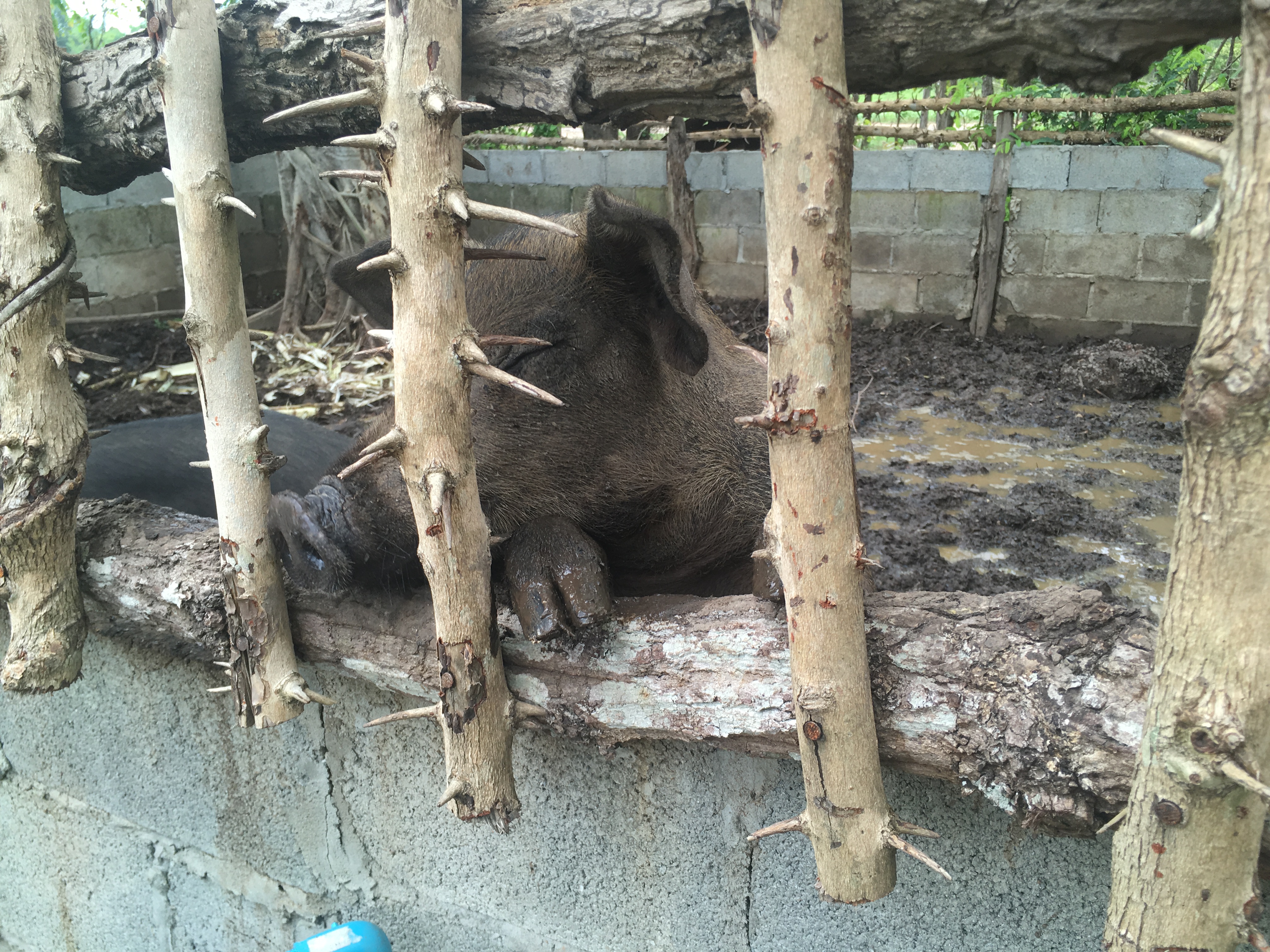 CD TALENT หนองคาย เรียนรู้ ณ ศูนย์บ่มเพาะอำเภอบ้านผือ