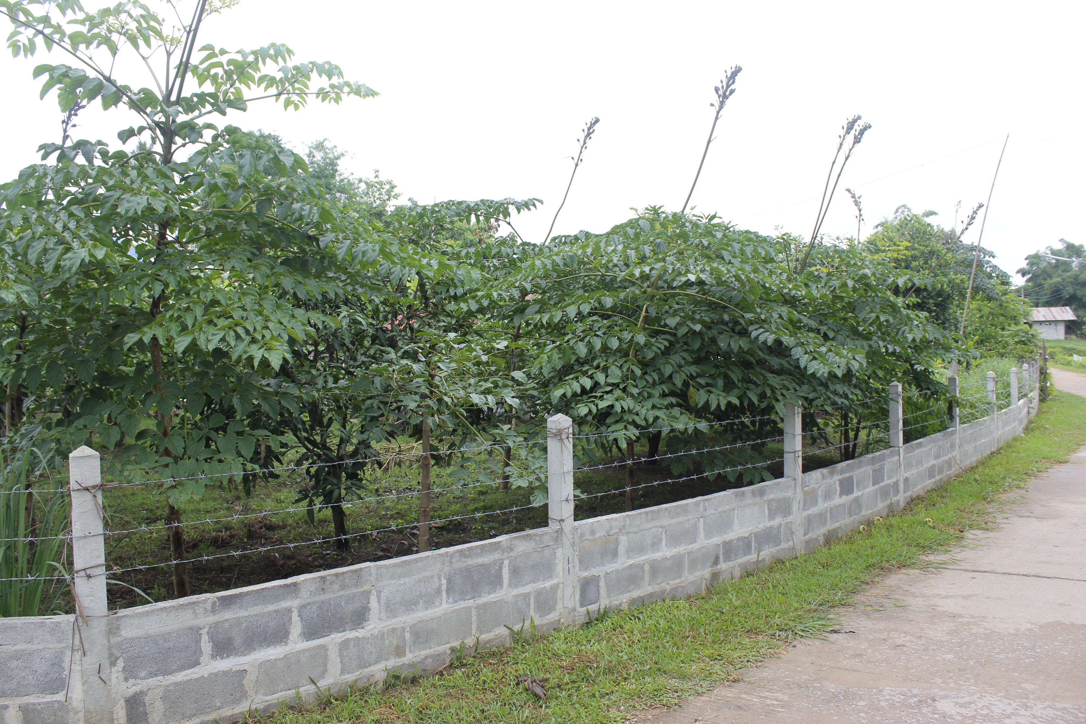 หนองคาย คัดสรรกิจกรรมดีเด่น ณ บ้านนาฝาก หมู่ที่ 7 ตำบลโพนทองอำเภอโพธิ์ตาก