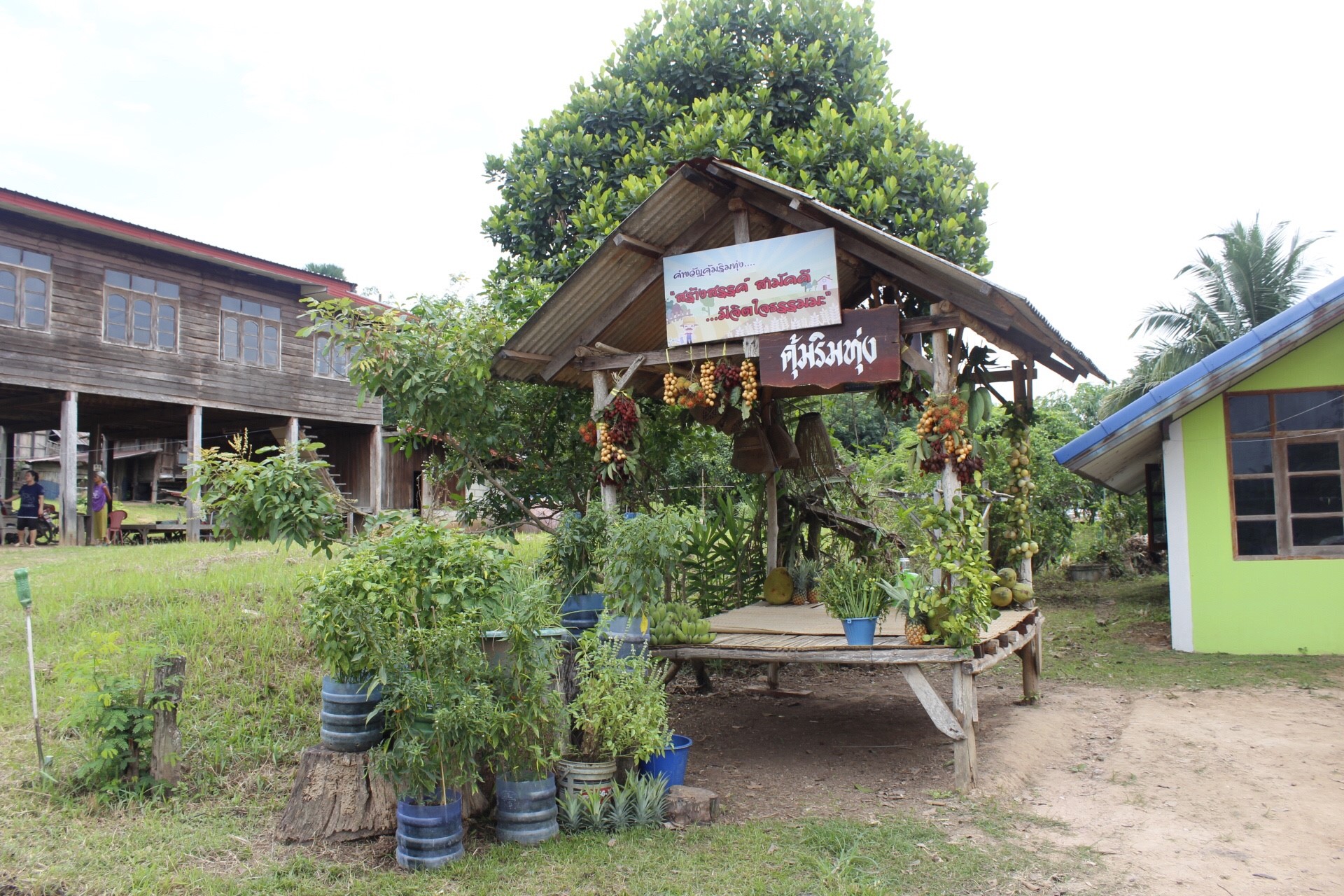 หนองคาย คัดสรรกิจกรรมดีเด่น  ณ บ้านสังกะลี หมู่ที่ 5 ตำบลแก้งไก่ อำเภอสังคม