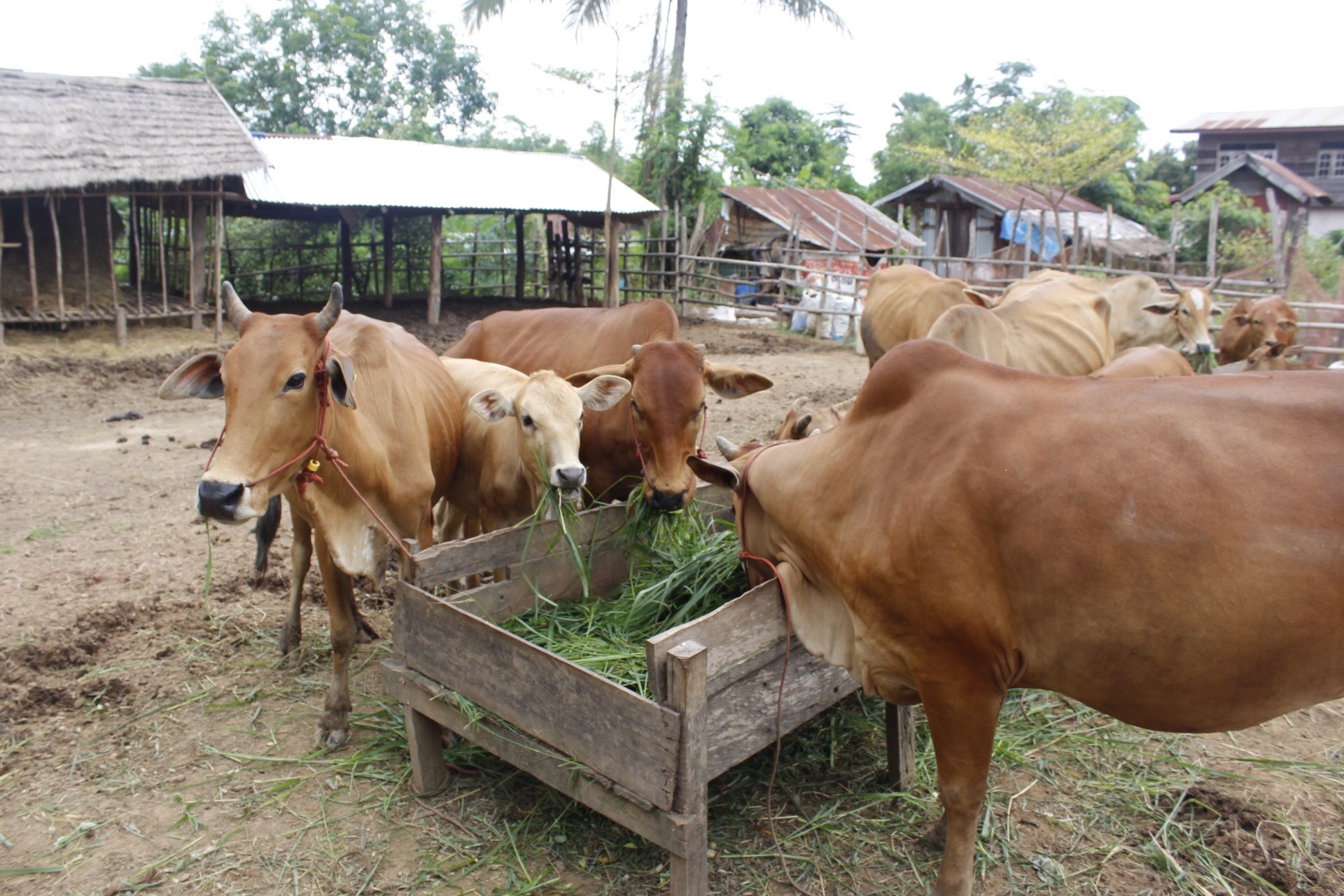 หนองคาย คัดสรรกิจกรรมดีเด่น  ณ บ้านสังกะลี หมู่ที่ 5 ตำบลแก้งไก่ อำเภอสังคม