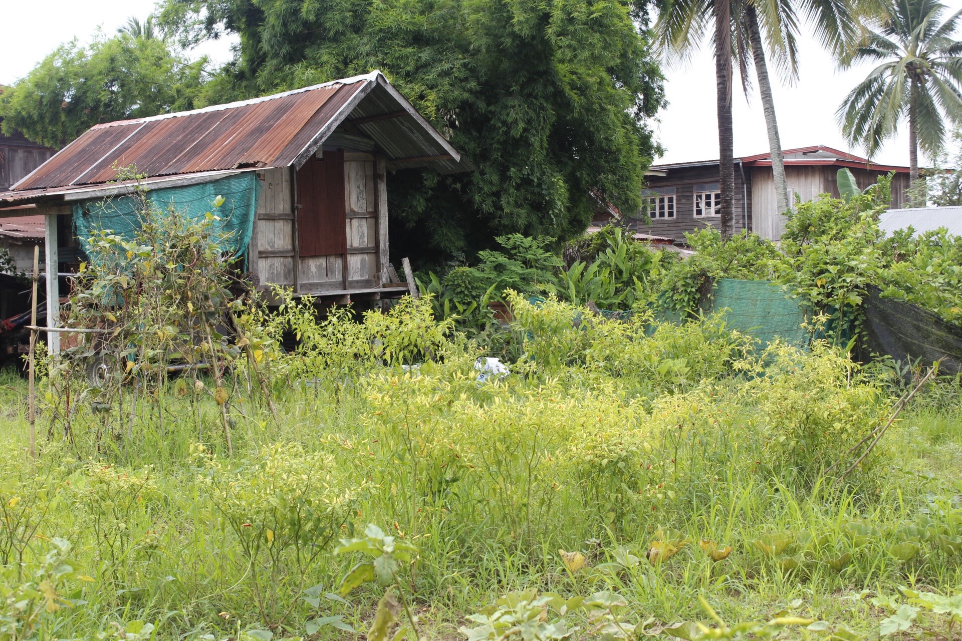 หนองคาย คัดสรรกิจกรรมดีเด่น  ณ บ้านสังกะลี หมู่ที่ 5 ตำบลแก้งไก่ อำเภอสังคม