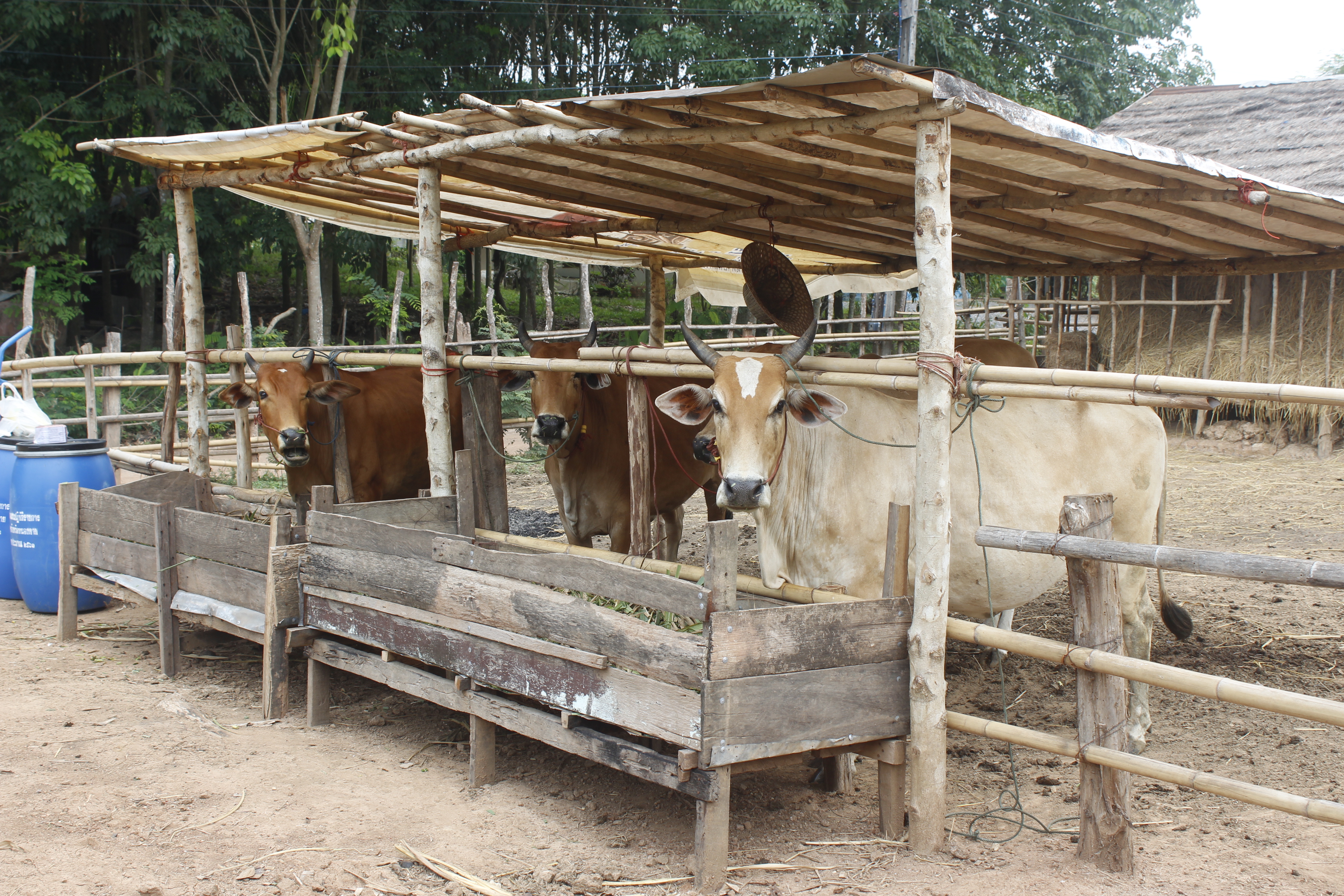 คณะกรรมการคัดสรรกิจกรรมพัฒนาชุมชนดีเด่น ระดับจังหวัด จังหวัดหนองคาย ลงพื้นที่คัดสรรหมู่บ้านเศรษฐกิจพอเพียง “อยู่เย็น เป็นสุข” ณ บ้านสังกะลี หมู่ที่ 5 ตำบลแก้งไก่อำเภอสังคม