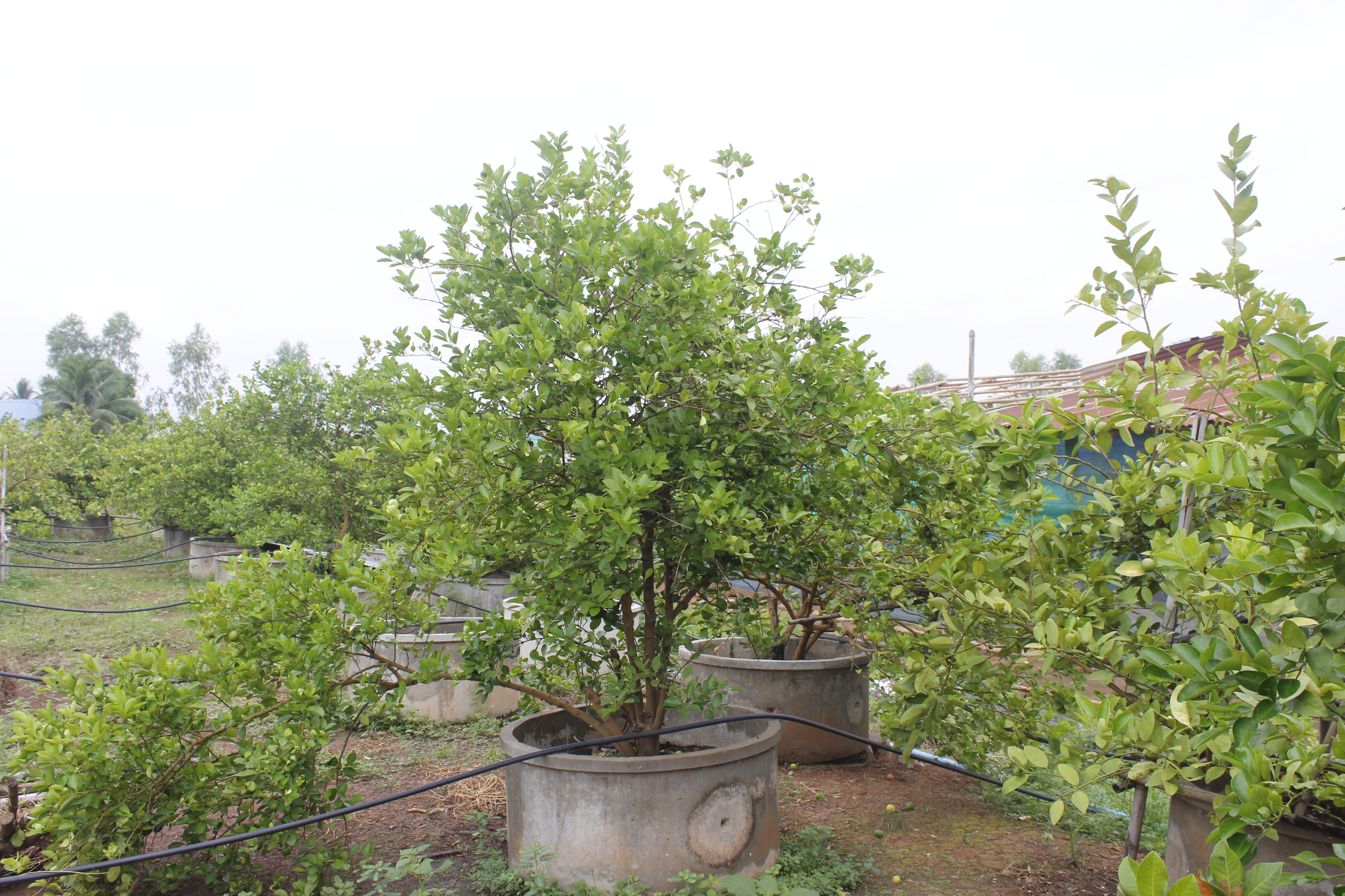 คณะกรรมการคัดสรรกิจกรรมพัฒนาชุมชนดีเด่น ระดับจังหวัด จังหวัดหนองคาย ลงพื้นที่คัดสรรหมู่บ้านเศรษฐกิจพอเพียง “อยู่เย็น เป็นสุข” ณ บ้านศิลาเลข หมู่ที่ 6 ตำบลโพนสา อำเภอท่าบ่อ