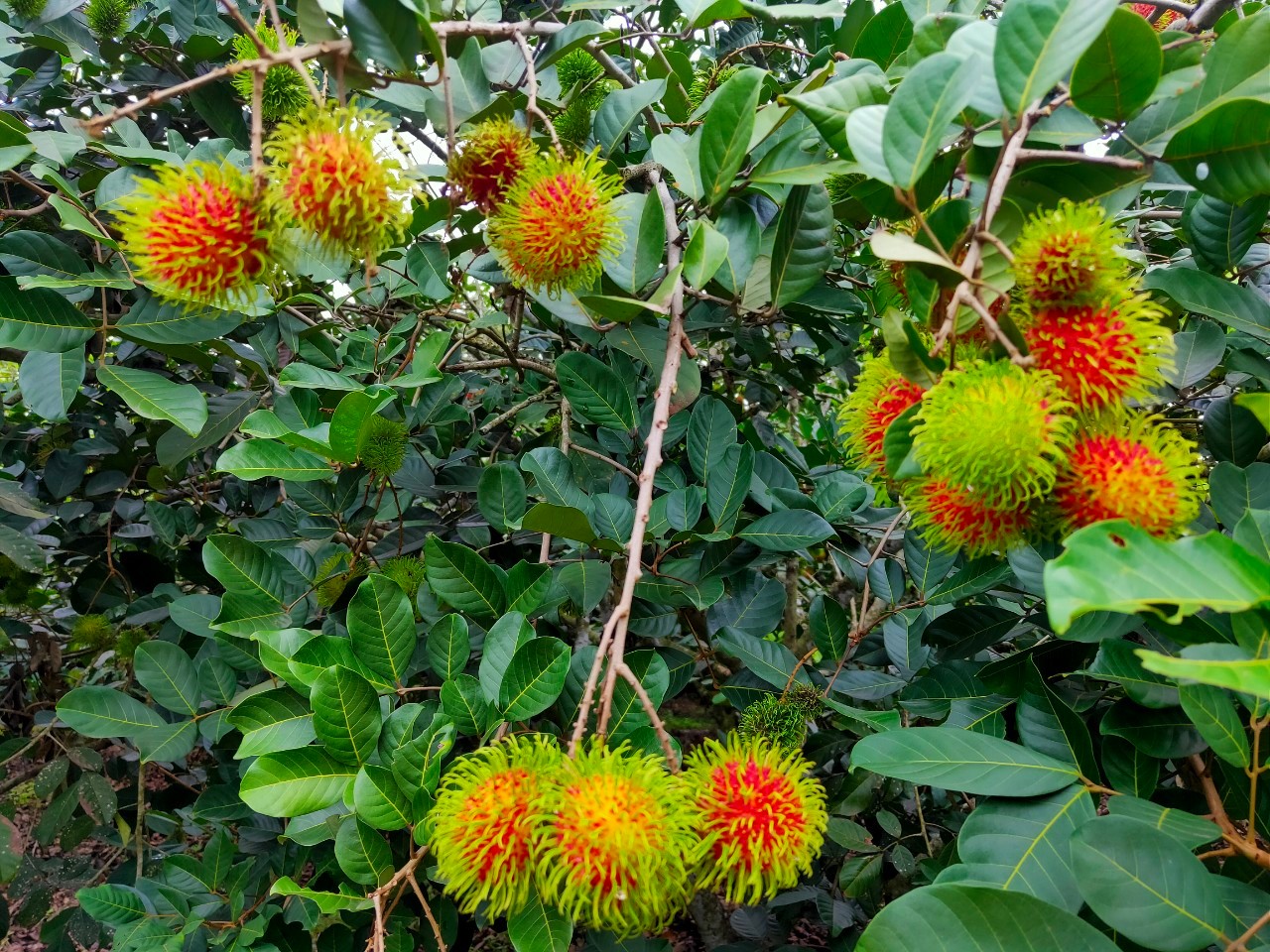 พช.หนองคาย นำส่วนราชการ ภาคเอกชน ท่องเที่ยวเชิงประเพณีวัฒนธรรมโดยชุมชน ณ บ้านโคกซวก อำเภอศรีเชียงใหม่ ตามโครงการ “ยกระดับการท่องเที่ยวเชิงประเพณีวัฒนธรรม กิจกรรมพัฒนายกระดับการท่องเที่ยวเชิงประเพณีวัฒนธรรม (ภาคตะวันออกเฉียงเหนือ)”