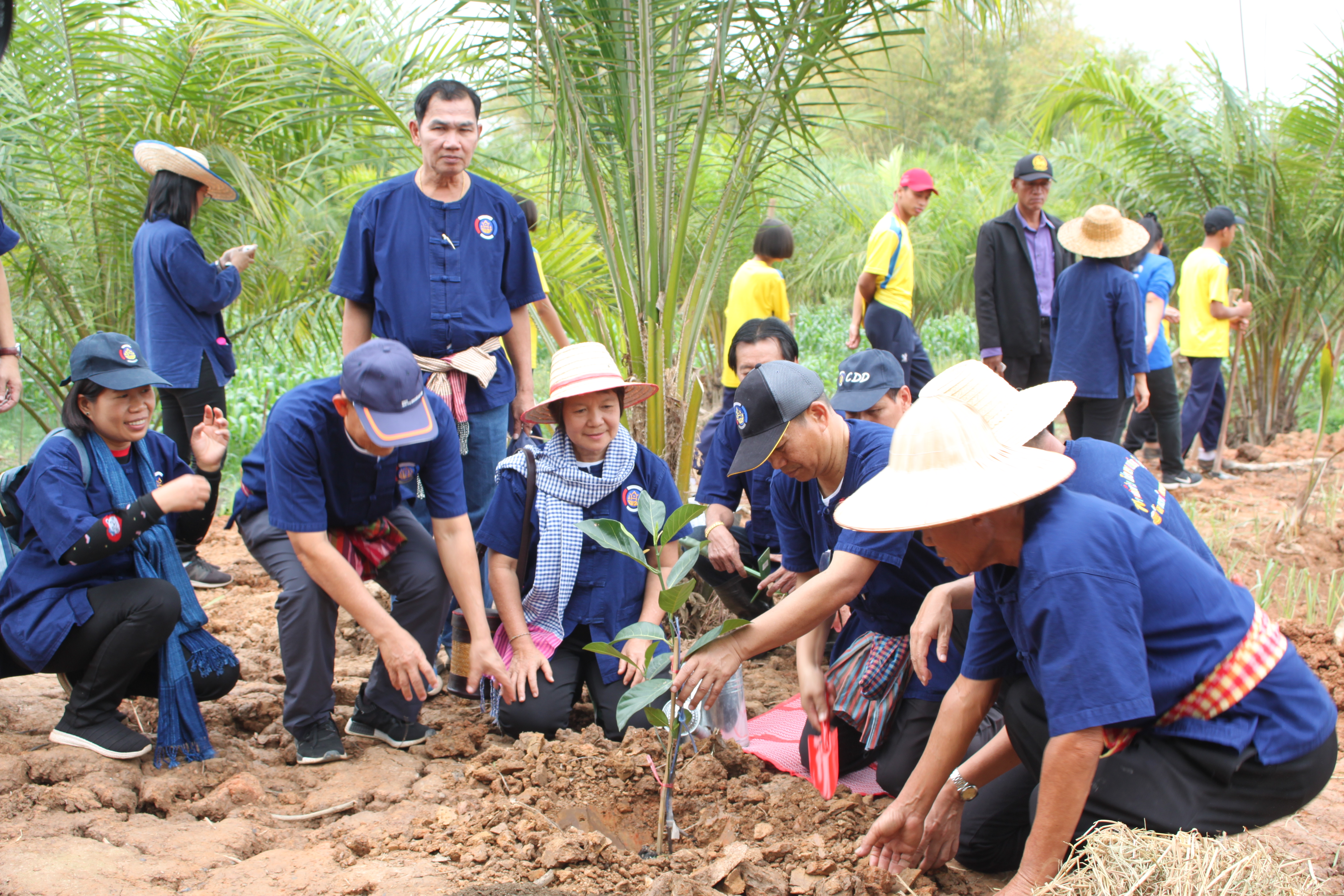 จังหวัดหนองคาย จัดกิจกรรม “พายติ๊บข้าว ไปเอาแฮง แบกบักจกไปขุดดิน” เอามื้อสามัคคี โคก หนอง นา@หนองคาย