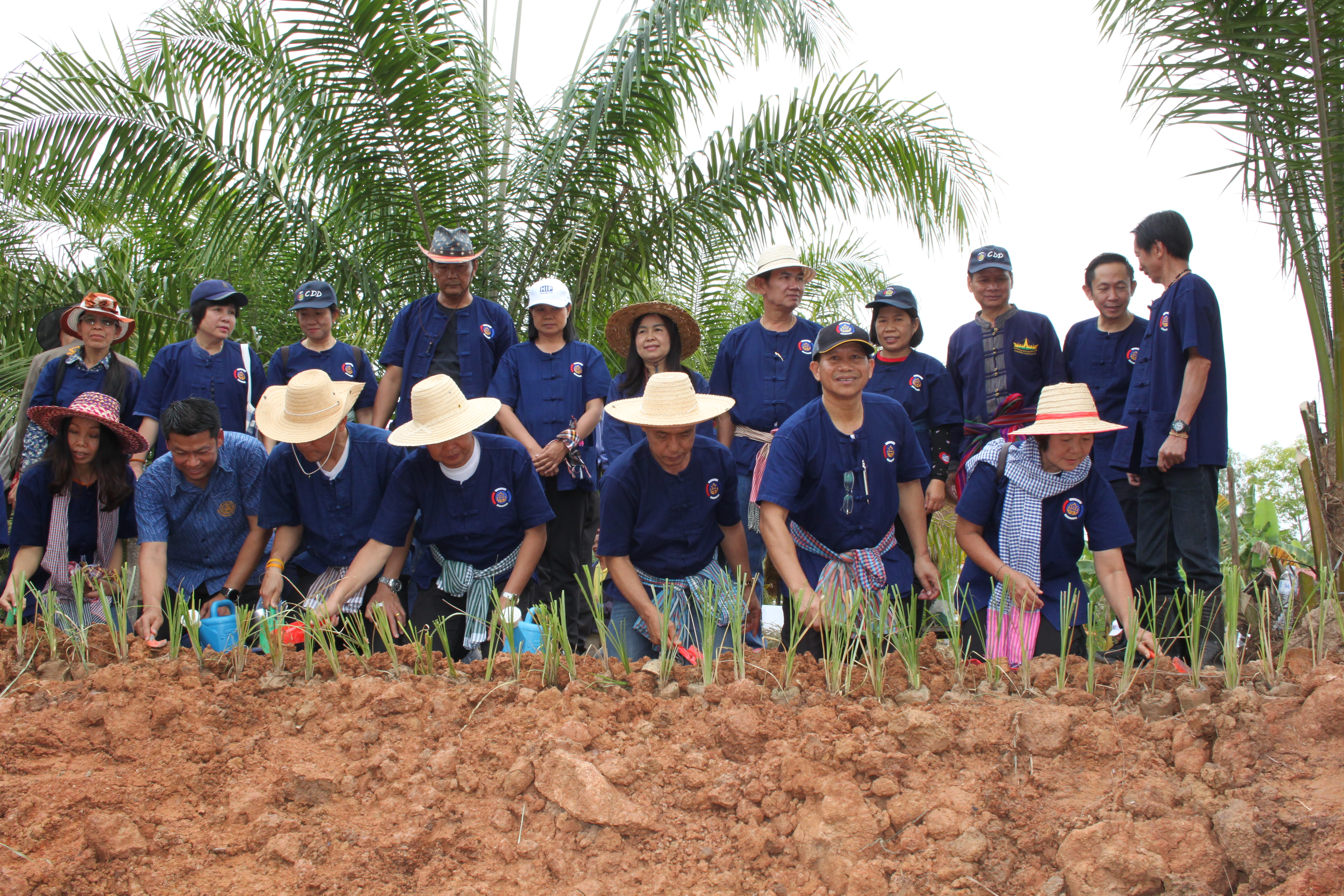 จังหวัดหนองคาย จัดกิจกรรม “พายติ๊บข้าว ไปเอาแฮง แบกบักจกไปขุดดิน” เอามื้อสามัคคี โคก หนอง นา@หนองคาย