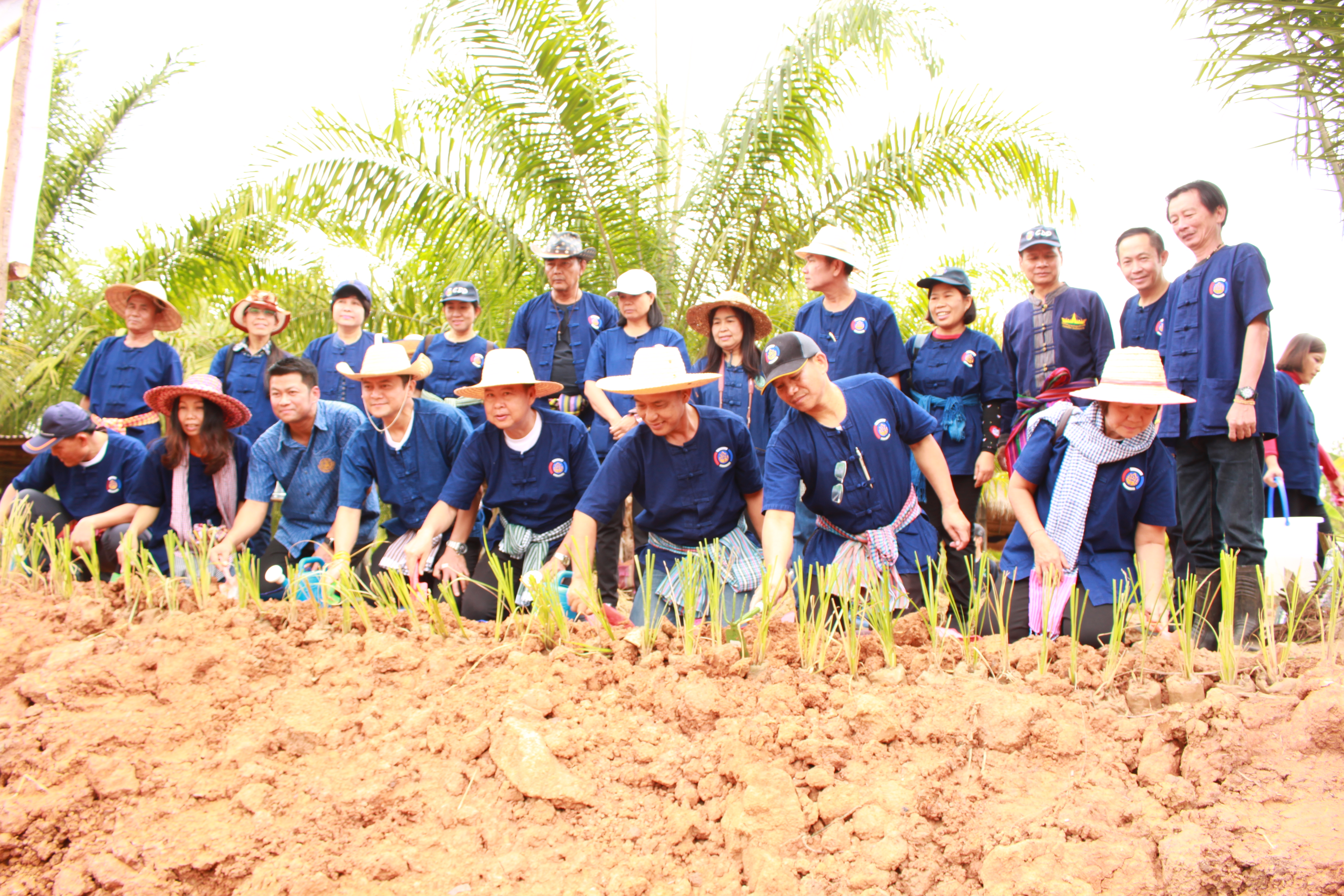 จังหวัดหนองคาย จัดกิจกรรม “พายติ๊บข้าว ไปเอาแฮง แบกบักจกไปขุดดิน” เอามื้อสามัคคี โคก หนอง นา@หนองคาย