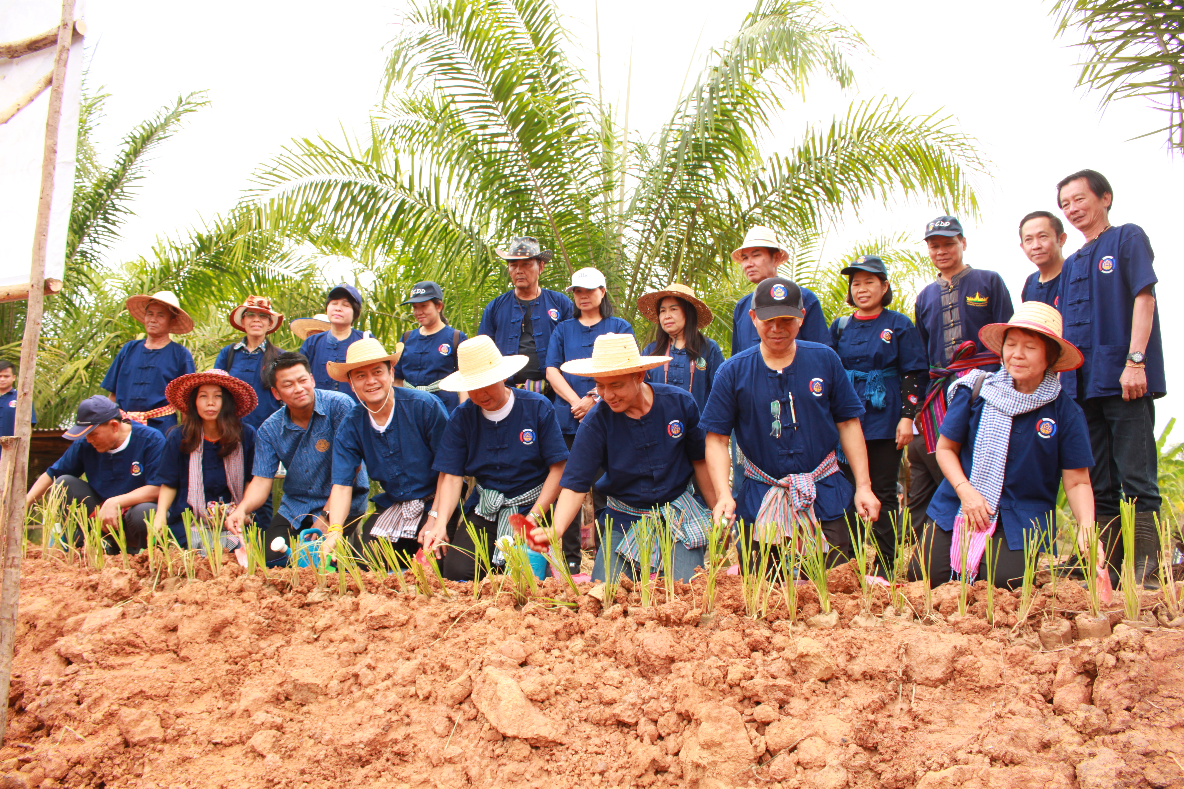 จังหวัดหนองคาย จัดกิจกรรม “พายติ๊บข้าว ไปเอาแฮง แบกบักจกไปขุดดิน” เอามื้อสามัคคี โคก หนอง นา@หนองคาย