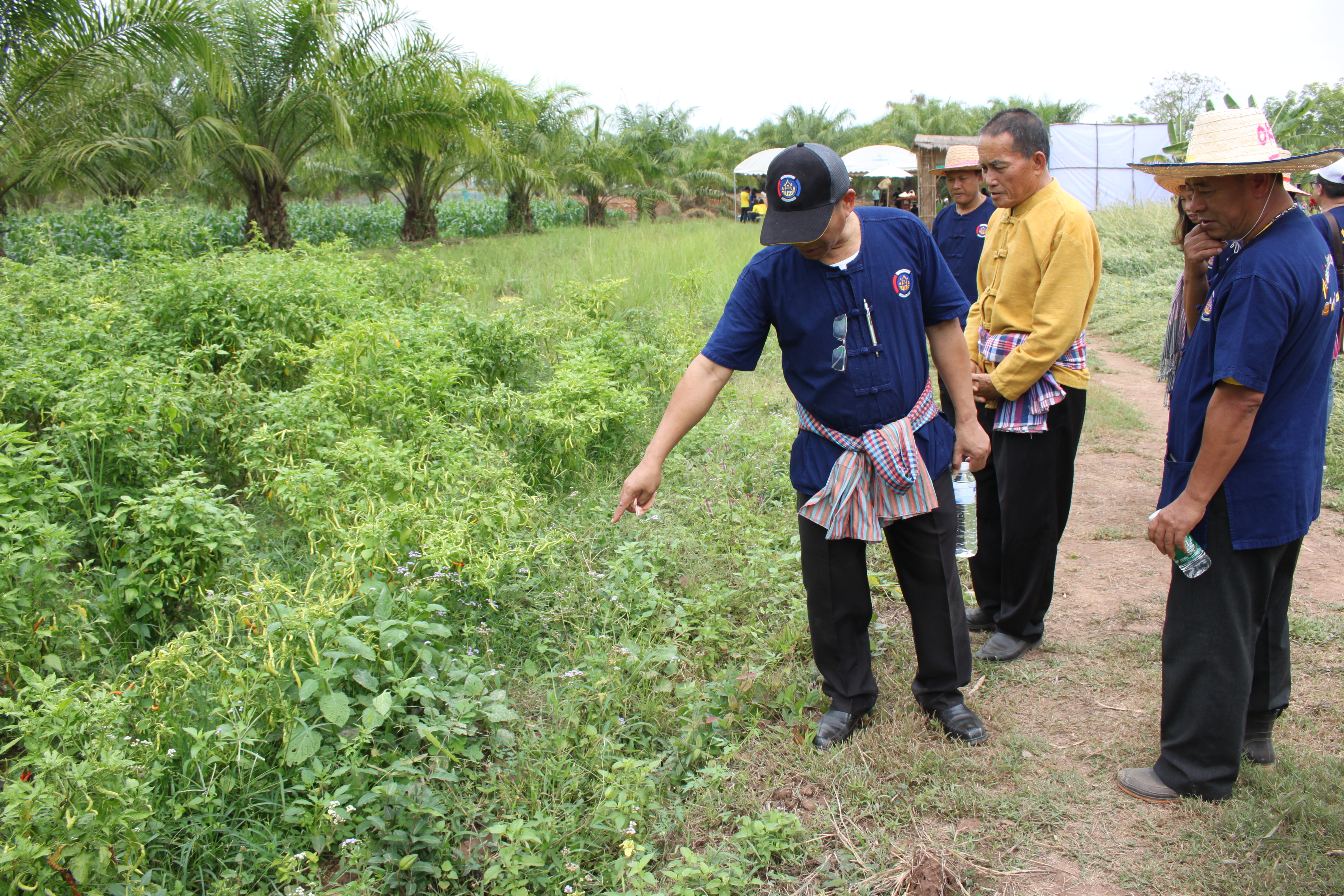 จังหวัดหนองคาย จัดกิจกรรม “พายติ๊บข้าว ไปเอาแฮง แบกบักจกไปขุดดิน” เอามื้อสามัคคี โคก หนอง นา@หนองคาย