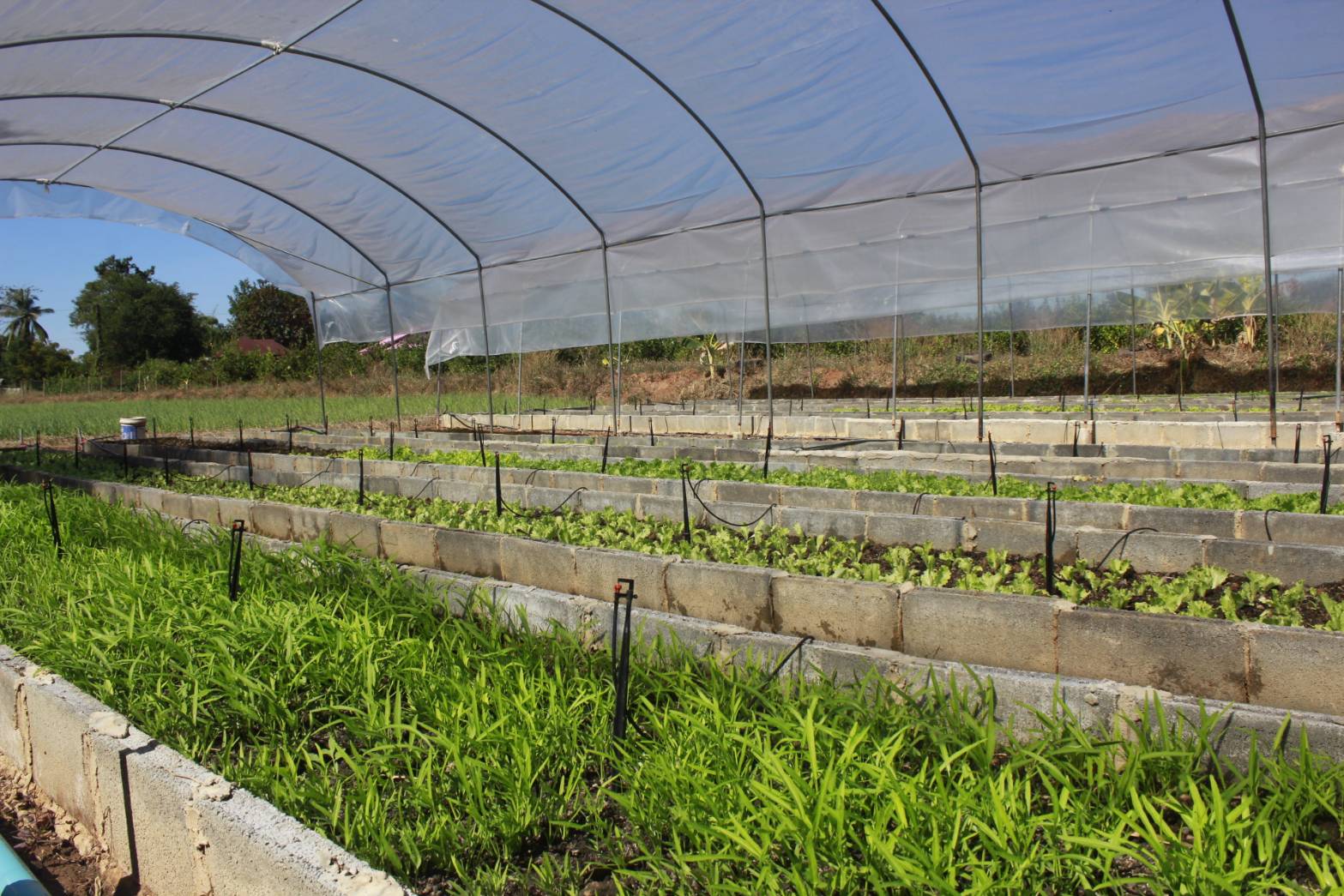 พช.หนองคาย ร่วมโครงการผู้ว่าพาไปยาม ครั้งที่ 2/2564 “เกษตรกรมีส่วนร่วม รับรองการผลิตปลอดภัย (PGS) ขับเคลื่อนเกษตรกรรมยั่งยืน”