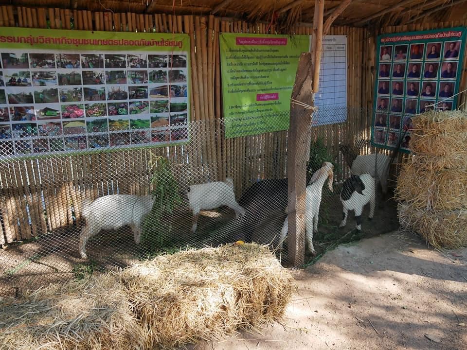 พช.หนองคาย ร่วมโครงการผู้ว่าพาไปยาม ครั้งที่ 2/2564 “เกษตรกรมีส่วนร่วม รับรองการผลิตปลอดภัย (PGS) ขับเคลื่อนเกษตรกรรมยั่งยืน”