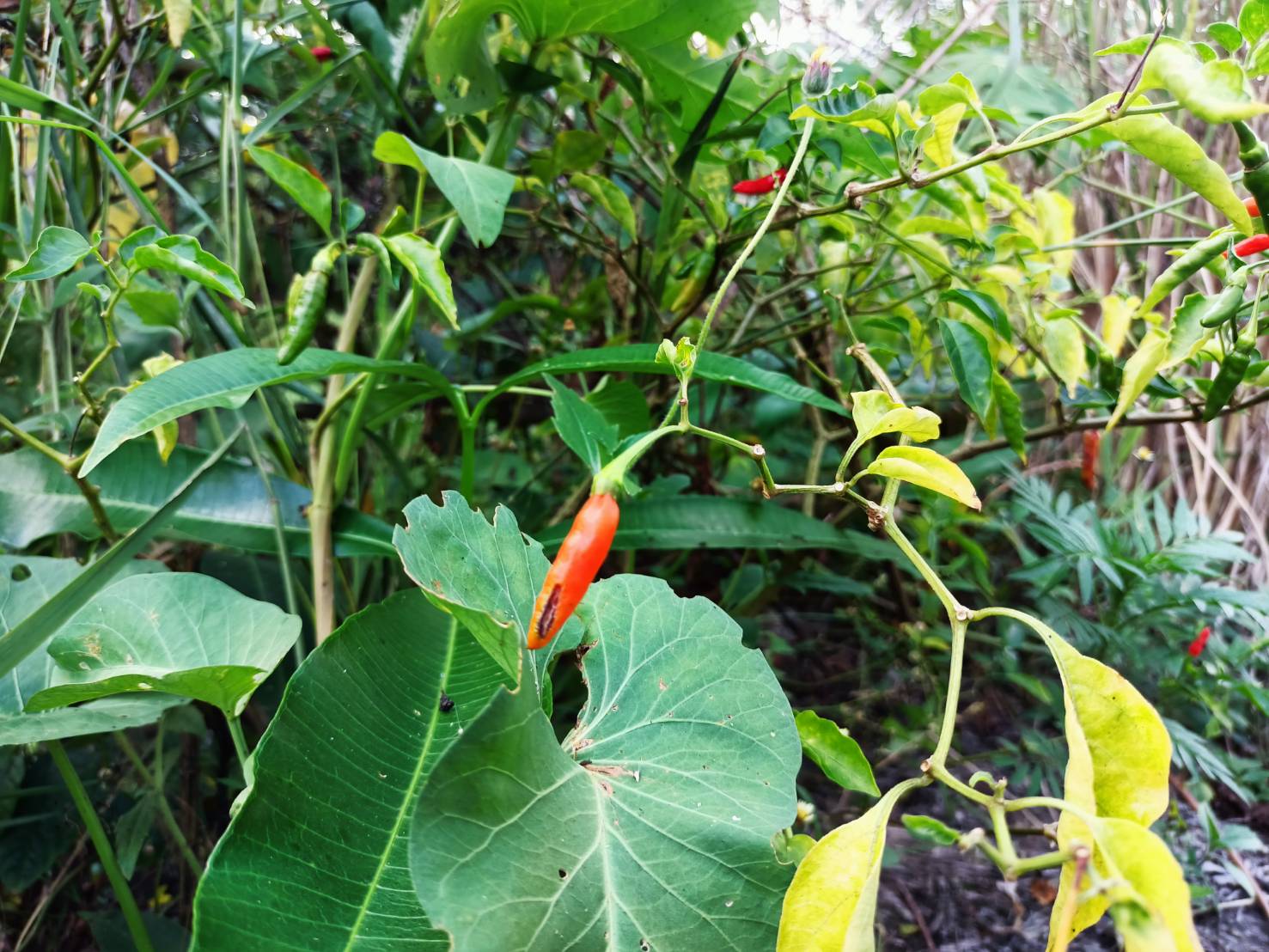 นายชัยวัฒน์ แสงศรี ผู้ตรวจราชการกรมการพัฒนาชุมชน เยี่ยมชมการดำเนินงานหมู่บ้านท่องเที่ยววิถีไทพวนโพธิ์ตาก และ การดำเนินงานโครงการพัฒนาพื้นที่ต้นแบบการพัฒนาคุณภาพชีวิตตามหลักทฤษฎีใหม่ ประยุกต์สู่ “โคก หนอง นา โมเดล” ในพื้นที่อำเภอโพธิ์ตาก จังหวัดหนองคาย