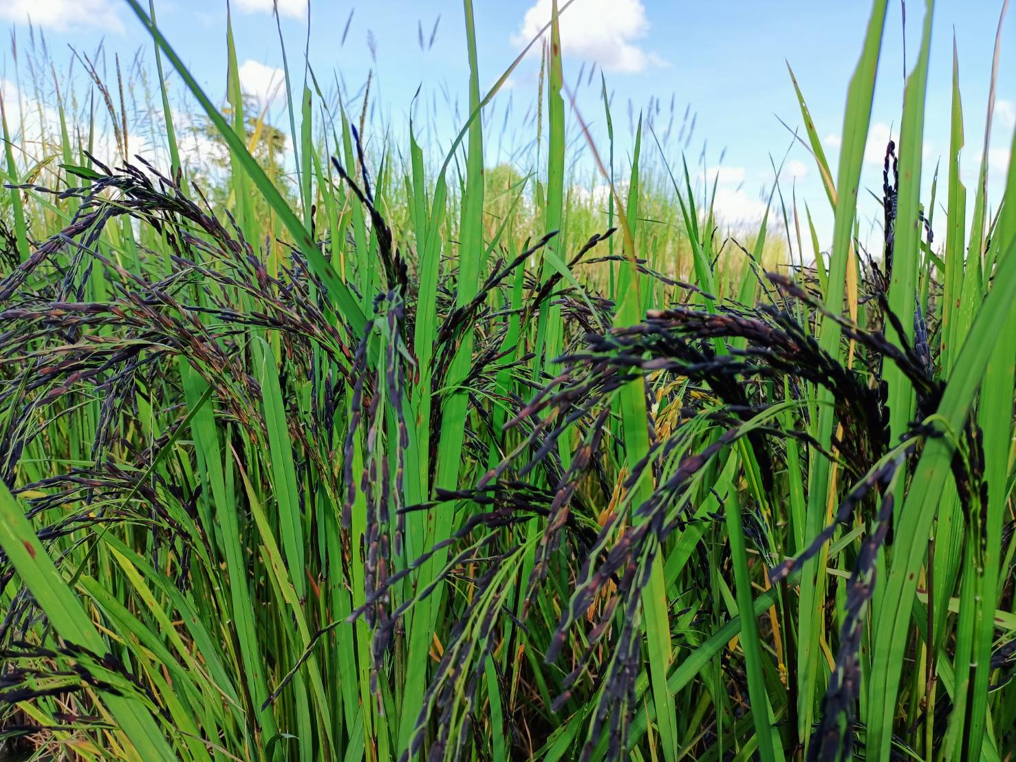 นายชัยวัฒน์ แสงศรี ผู้ตรวจราชการกรมการพัฒนาชุมชน เยี่ยมชมการดำเนินงานหมู่บ้านท่องเที่ยววิถีไทพวนโพธิ์ตาก และ การดำเนินงานโครงการพัฒนาพื้นที่ต้นแบบการพัฒนาคุณภาพชีวิตตามหลักทฤษฎีใหม่ ประยุกต์สู่ “โคก หนอง นา โมเดล” ในพื้นที่อำเภอโพธิ์ตาก จังหวัดหนองคาย