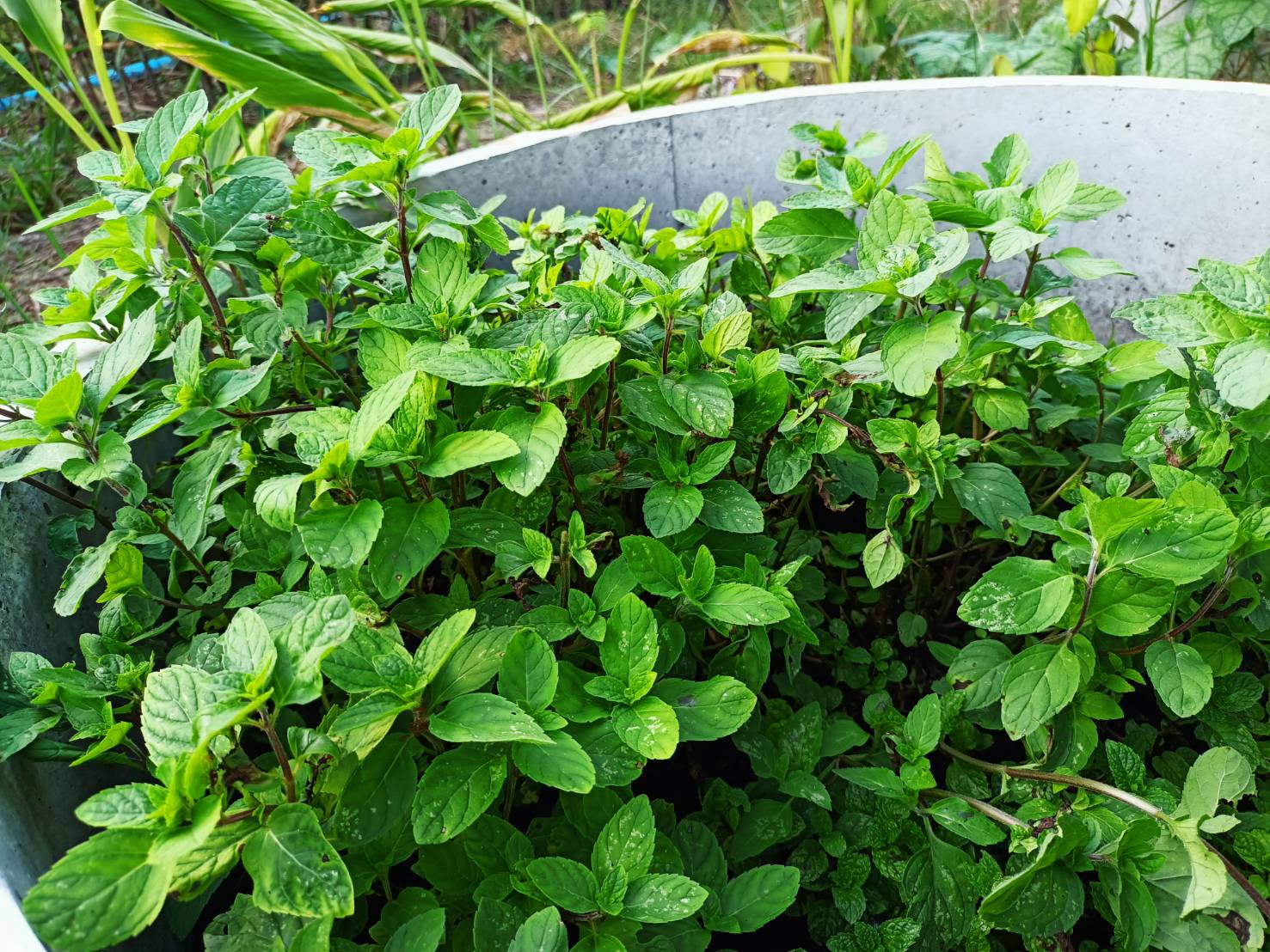 นายชัยวัฒน์ แสงศรี ผู้ตรวจราชการกรมการพัฒนาชุมชน เยี่ยมชมการดำเนินงานหมู่บ้านท่องเที่ยววิถีไทพวนโพธิ์ตาก และ การดำเนินงานโครงการพัฒนาพื้นที่ต้นแบบการพัฒนาคุณภาพชีวิตตามหลักทฤษฎีใหม่ ประยุกต์สู่ “โคก หนอง นา โมเดล” ในพื้นที่อำเภอโพธิ์ตาก จังหวัดหนองคาย