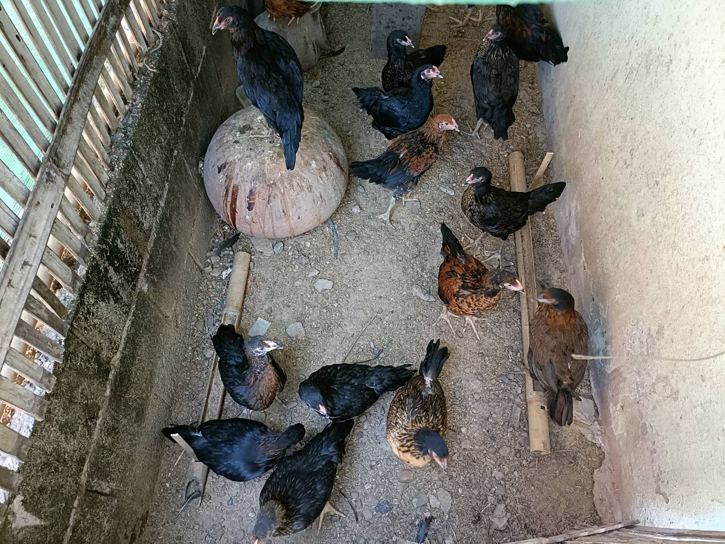 พช.หนองคาย ลงพื้นที่ติดตามการดำเนินกิจกรรมการพัฒนาคุณภาพชีวิตครัวเรือนยากจนและผู้ด้อยโอกาสและผู้ที่ได้รับผลกระทบจากสถาณการณ์การแพร่ระบาดของโรคติดเชื้อไวรัสโคโรน่า 2019 ตามโครงการส่งเสริมการพัฒนาคุณภาพชีวิตครัวเรือนยากจนและผู้ด้อยโอกาส สู่วิถีพอเพียง