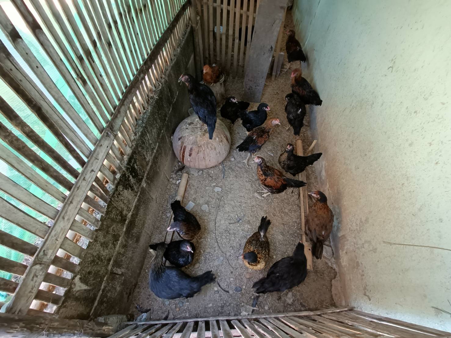 พช.หนองคาย ลงพื้นที่ติดตามการดำเนินกิจกรรมการพัฒนาคุณภาพชีวิตครัวเรือนยากจนและผู้ด้อยโอกาสและผู้ที่ได้รับผลกระทบจากสถาณการณ์การแพร่ระบาดของโรคติดเชื้อไวรัสโคโรน่า 2019 ตามโครงการส่งเสริมการพัฒนาคุณภาพชีวิตครัวเรือนยากจนและผู้ด้อยโอกาส สู่วิถีพอเพียง