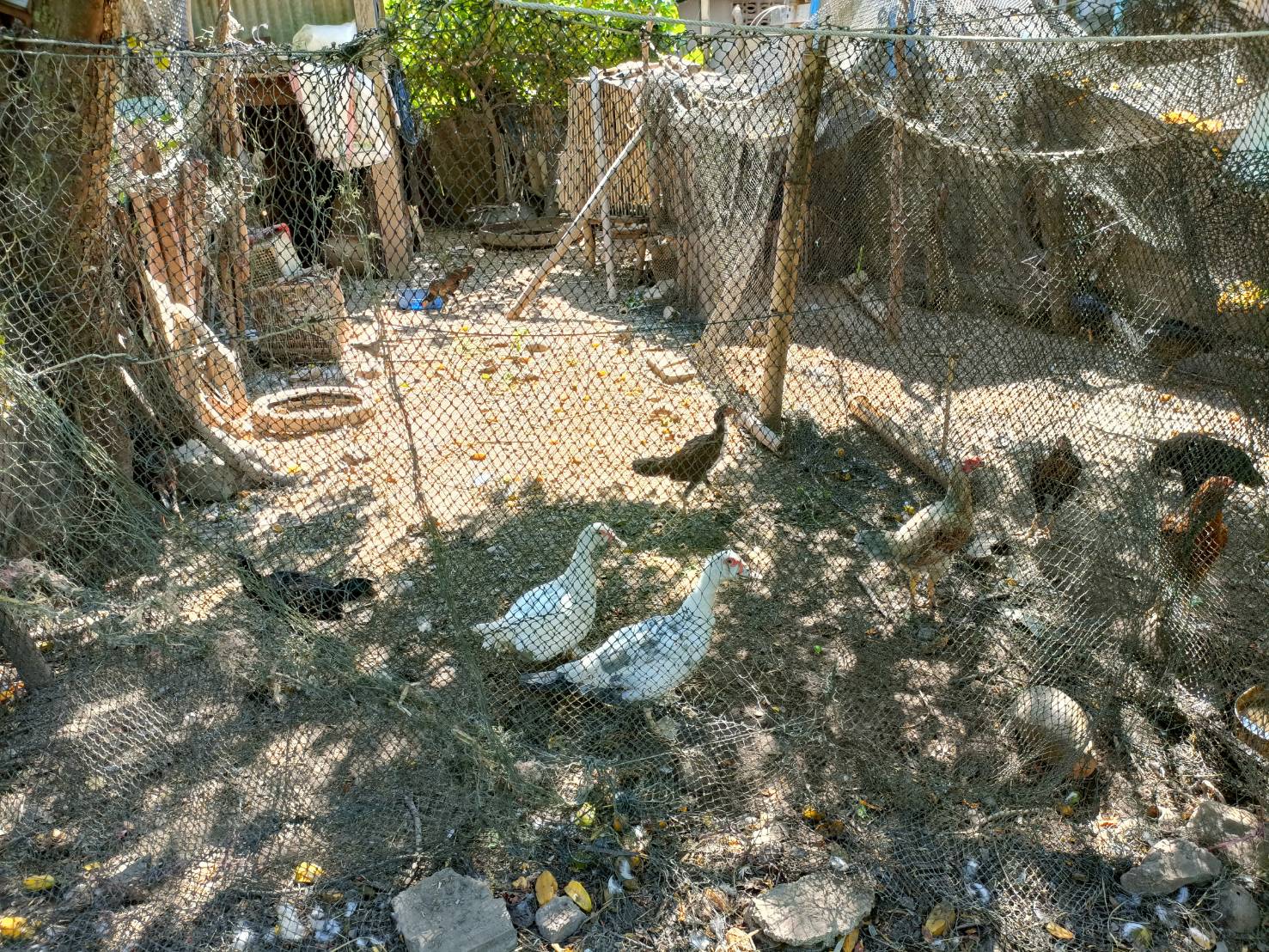 พช.หนองคาย ลงพื้นที่ติดตามการดำเนินกิจกรรมการพัฒนาคุณภาพชีวิตครัวเรือนยากจนและผู้ด้อยโอกาสและผู้ที่ได้รับผลกระทบจากสถาณการณ์การแพร่ระบาดของโรคติดเชื้อไวรัสโคโรน่า 2019 ตามโครงการส่งเสริมการพัฒนาคุณภาพชีวิตครัวเรือนยากจนและผู้ด้อยโอกาส สู่วิถีพอเพียง