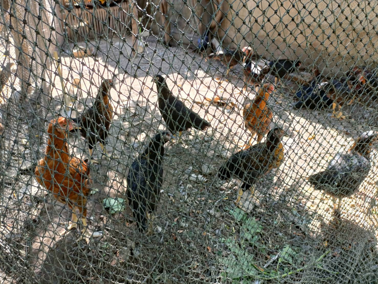 พช.หนองคาย ลงพื้นที่ติดตามการดำเนินกิจกรรมการพัฒนาคุณภาพชีวิตครัวเรือนยากจนและผู้ด้อยโอกาสและผู้ที่ได้รับผลกระทบจากสถาณการณ์การแพร่ระบาดของโรคติดเชื้อไวรัสโคโรน่า 2019 ตามโครงการส่งเสริมการพัฒนาคุณภาพชีวิตครัวเรือนยากจนและผู้ด้อยโอกาส สู่วิถีพอเพียง