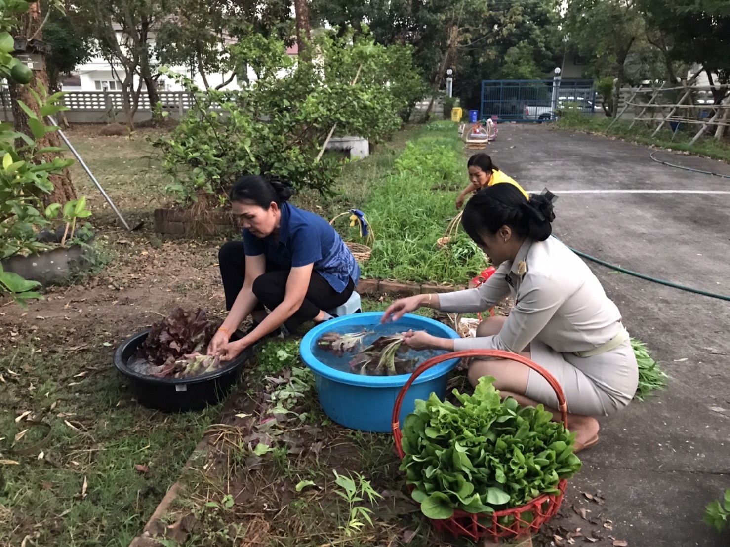 พช.หนองคาย ดำเนินกิจกรรมตามโครงการบ้านนี้มีรักปลูกผักกินเอง