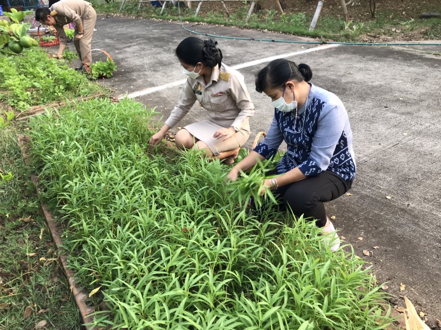 พช.หนองคาย ดำเนินกิจกรรมตามโครงการบ้านนี้มีรักปลูกผักกินเอง