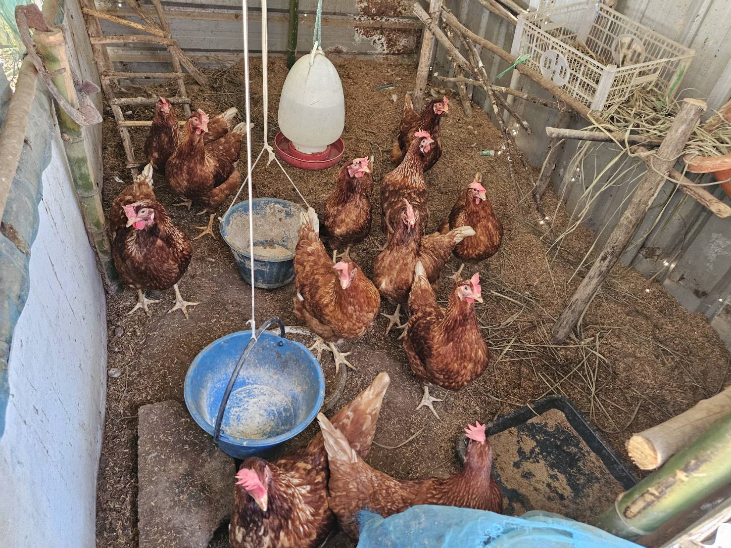 พช.หนองคาย ลงพื้นที่ติดตามการดำเนินโครงการพัฒนาคุณภาพชีวิตครัวเรือนยากจนฯ พร้อมแนะนำแอป “Click ชุมชน” ในพื้นที่ อ.รัตนวาปี อ.โพนพิสัย และอ.เมืองหนองคาย