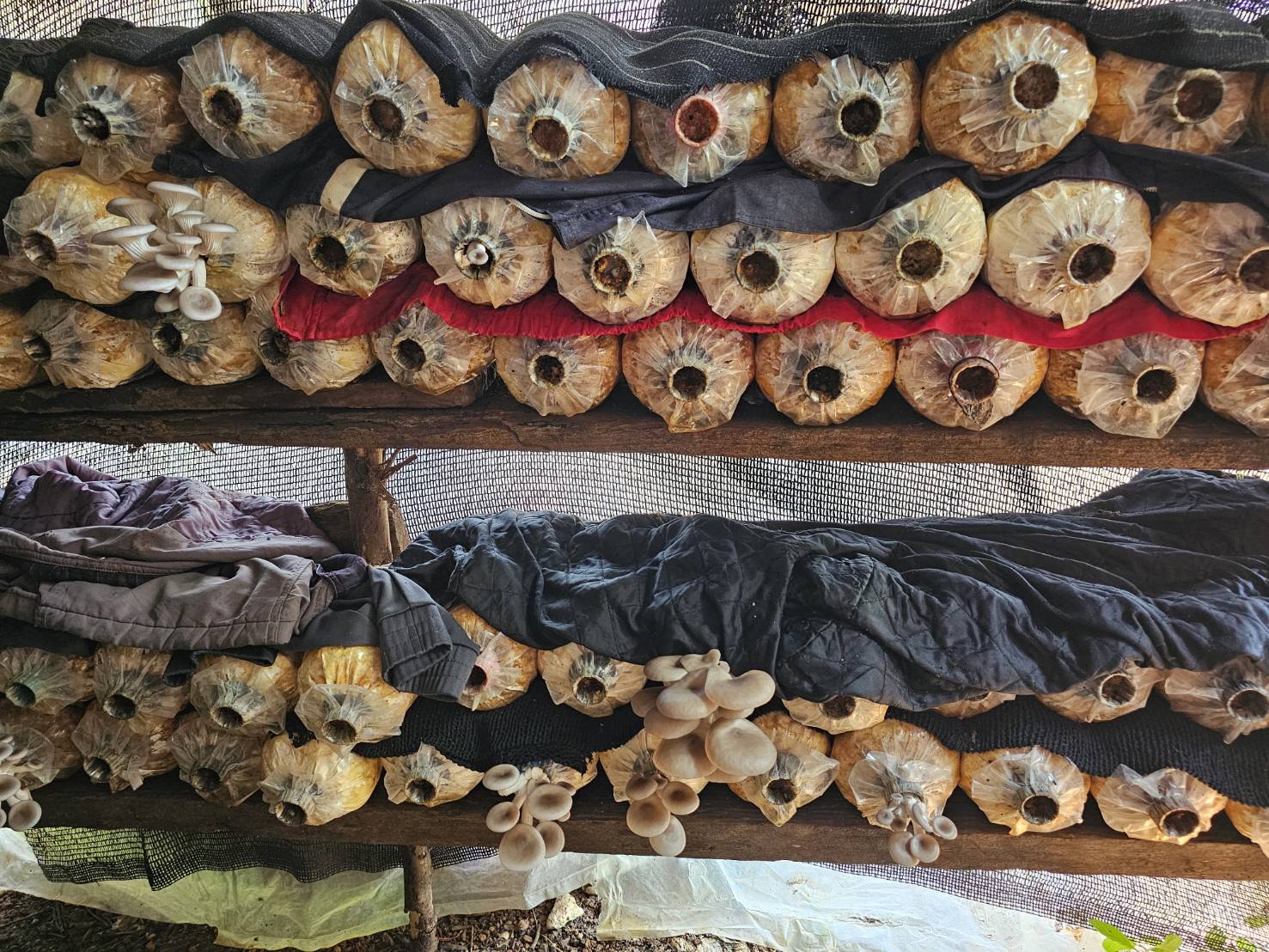 พช.หนองคาย ลงพื้นที่ติดตามการดำเนินโครงการพัฒนาคุณภาพชีวิตครัวเรือนยากจนฯ พร้อมแนะนำแอป Click ชุมชน “บริการถึงที่ ดุจญาติมิตร ใกล้ชิดทุกชุมชน คลิกแล้ว อย่าคลิกเลย ต้องคลิกชุมชน”