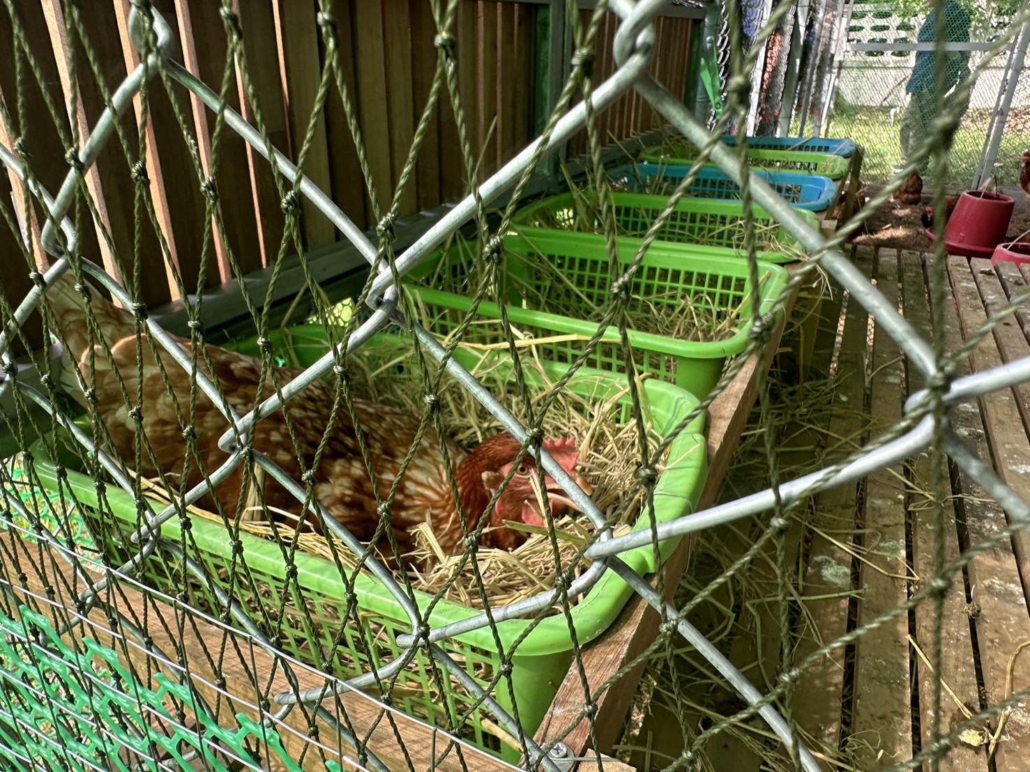 พช.หนองคาย ผนึกกำลัง ผู้นำ อช. ร่วมกับเครือข่ายโคกหนองนาอำเภอเมืองหนองคาย ขับเคลื่อนการน้อมนำแนวพระราชดำริของสมเด็จพระกนิษฐาธิราชเจ้า กรมสมเด็จพระเทพรัตนราชสุดาฯ สยามบรมราชกุมารี สู่ปฏิบัติการปลูกผักสวนครัว เพื่อสร้างความมั่นคงทางอาหาร กิจกรรม “ผู้นำต้นแบบตัวอย่างที่เห็นจริง”