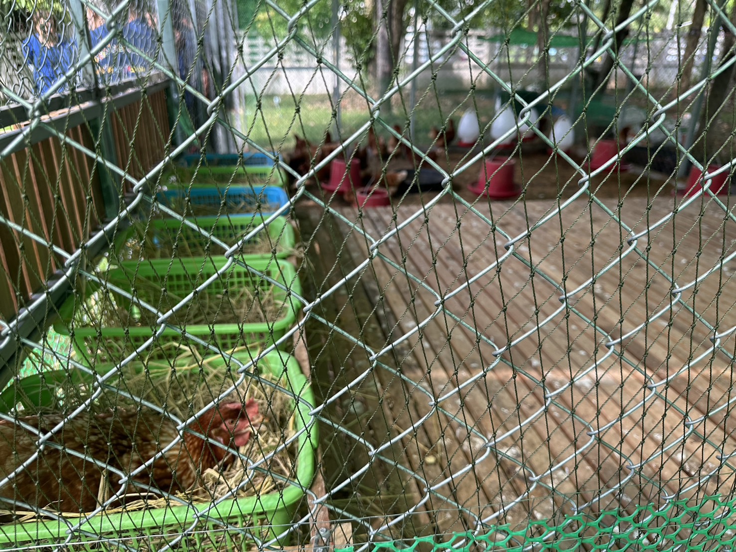 พช.หนองคาย ผนึกกำลัง ผู้นำ อช. ร่วมกับเครือข่ายโคกหนองนาอำเภอเมืองหนองคาย ขับเคลื่อนการน้อมนำแนวพระราชดำริของสมเด็จพระกนิษฐาธิราชเจ้า กรมสมเด็จพระเทพรัตนราชสุดาฯ สยามบรมราชกุมารี สู่ปฏิบัติการปลูกผักสวนครัว เพื่อสร้างความมั่นคงทางอาหาร กิจกรรม “ผู้นำต้นแบบตัวอย่างที่เห็นจริง”