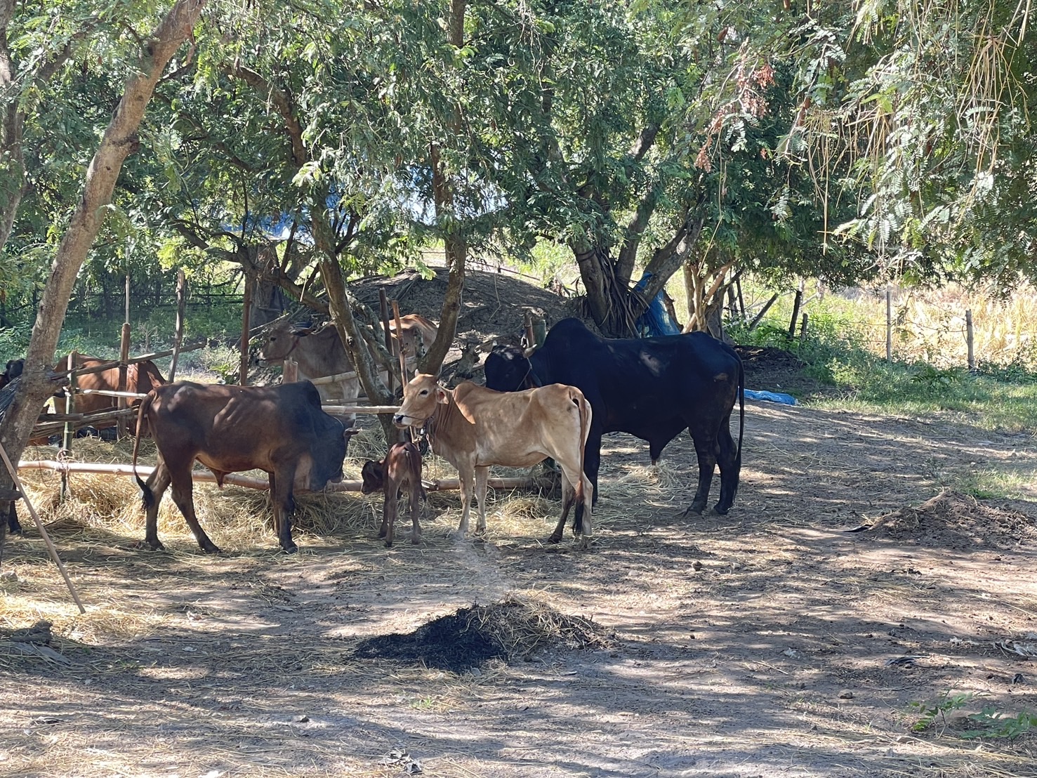 กองทุนฯ สตรี หนองคาย ลงพื้นที่ประเมินกลั่นกรองโครงการเงินทุนหมุนเวียน อำเภอสังคม อำเภอโพธิ์ตาก และอำเภอเมือง