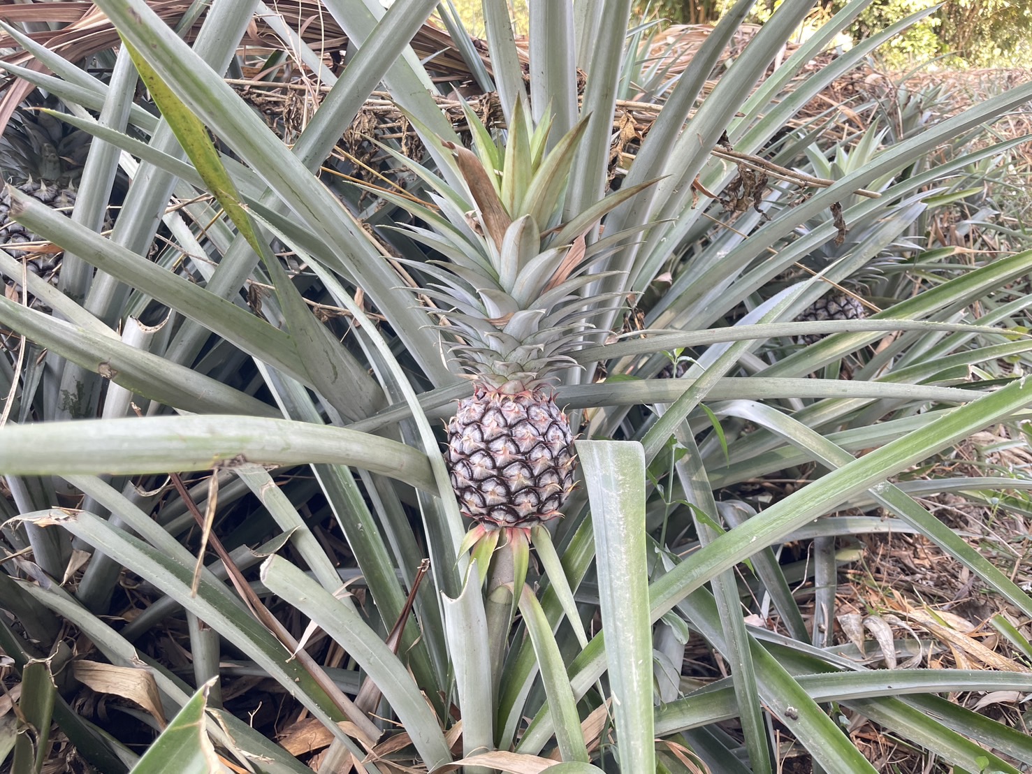 กองทุนฯ สตรี หนองคาย ลงพื้นที่ประเมินกลั่นกรองโครงการเงินทุนหมุนเวียน อำเภอท่าบ่อ