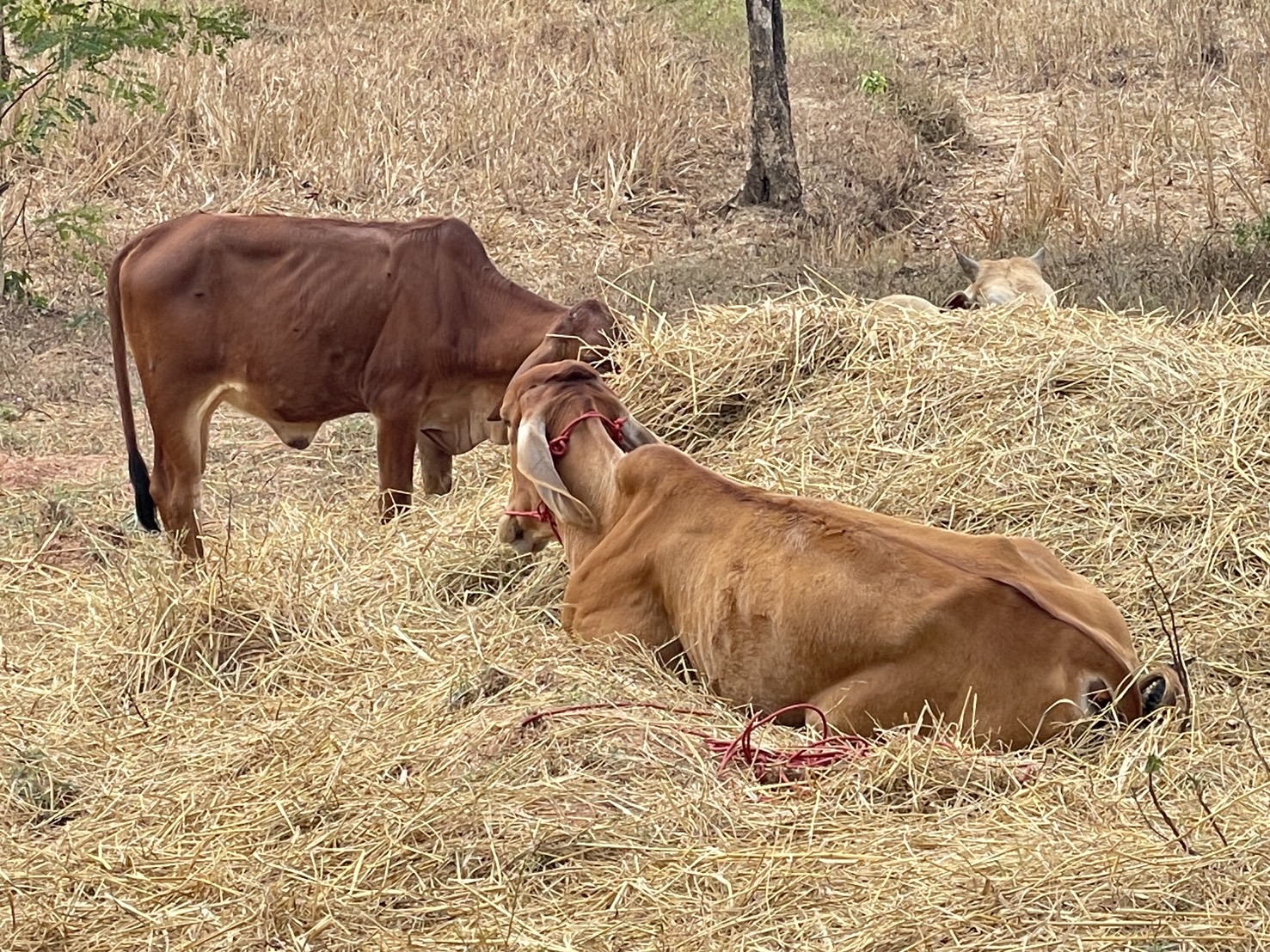 กองทุนฯ สตรี หนองคาย ลงพื้นที่ประเมินกลั่นกรองโครงการเงินทุนหมุนเวียน พื้นที่อำเภอรัตนวาปี