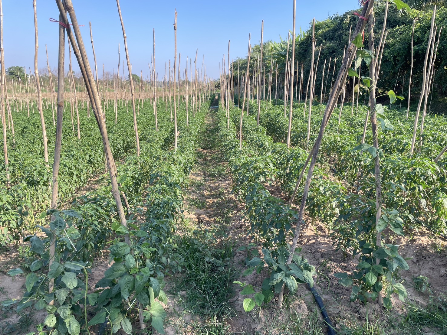 กองทุนฯ สตรี หนองคาย ลงพื้นที่ประเมินกลั่นกรองโครงการเงินทุนหมุนเวียน พื้นที่อำเภอสังคมและอำเภอศรีเชียงใหม่