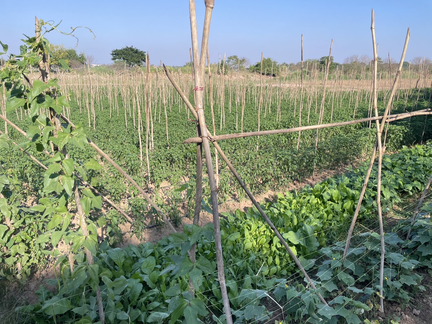 กองทุนฯ สตรี หนองคาย ลงพื้นที่ประเมินกลั่นกรองโครงการเงินทุนหมุนเวียน พื้นที่อำเภอสังคมและอำเภอศรีเชียงใหม่