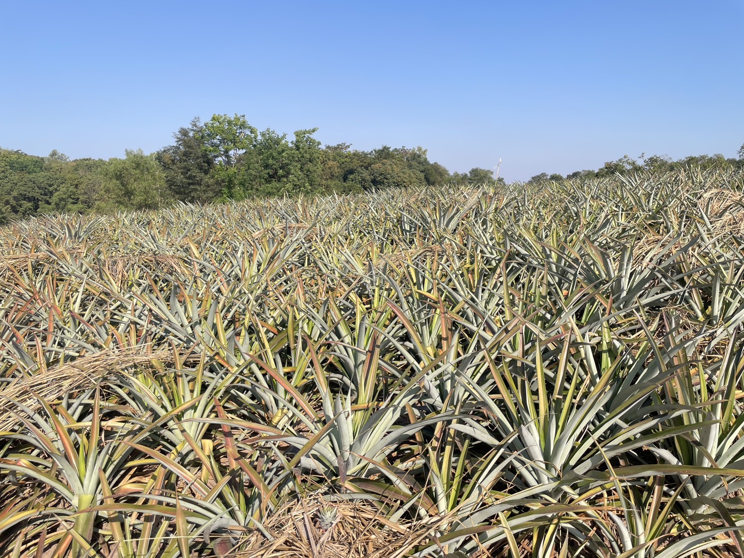 กองทุนฯ สตรี หนองคาย ลงพื้นที่ประเมินกลั่นกรองโครงการเงินทุนหมุนเวียน พื้นที่อำเภอสังคมและอำเภอศรีเชียงใหม่