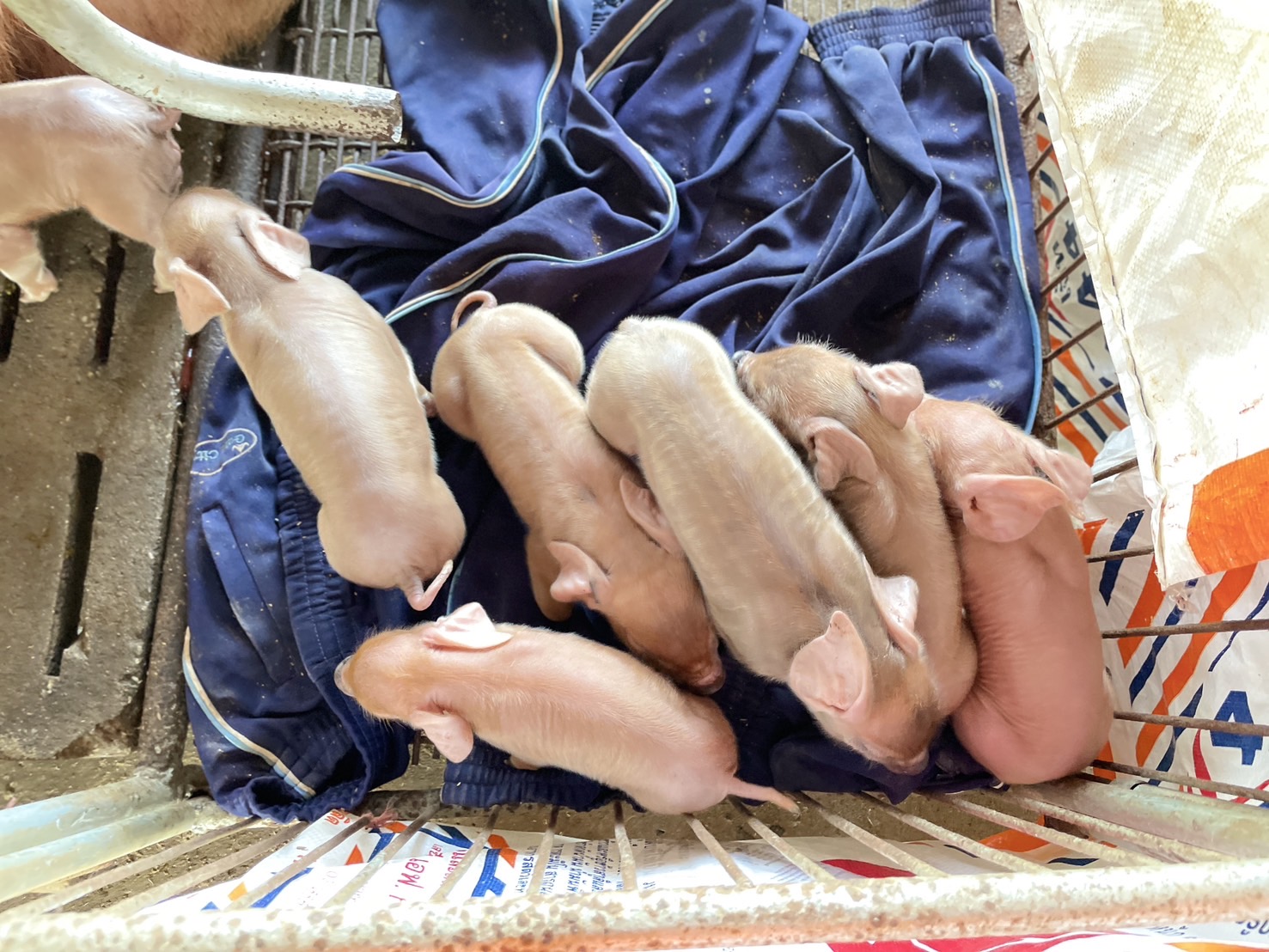 กองทุนฯ สตรี หนองคาย ลงพื้นที่ประเมินกลั่นกรองโครงการเงินทุนหมุนเวียน พื้นที่อำเภอรัตนวาปี และอำเภอโพนพิสัย