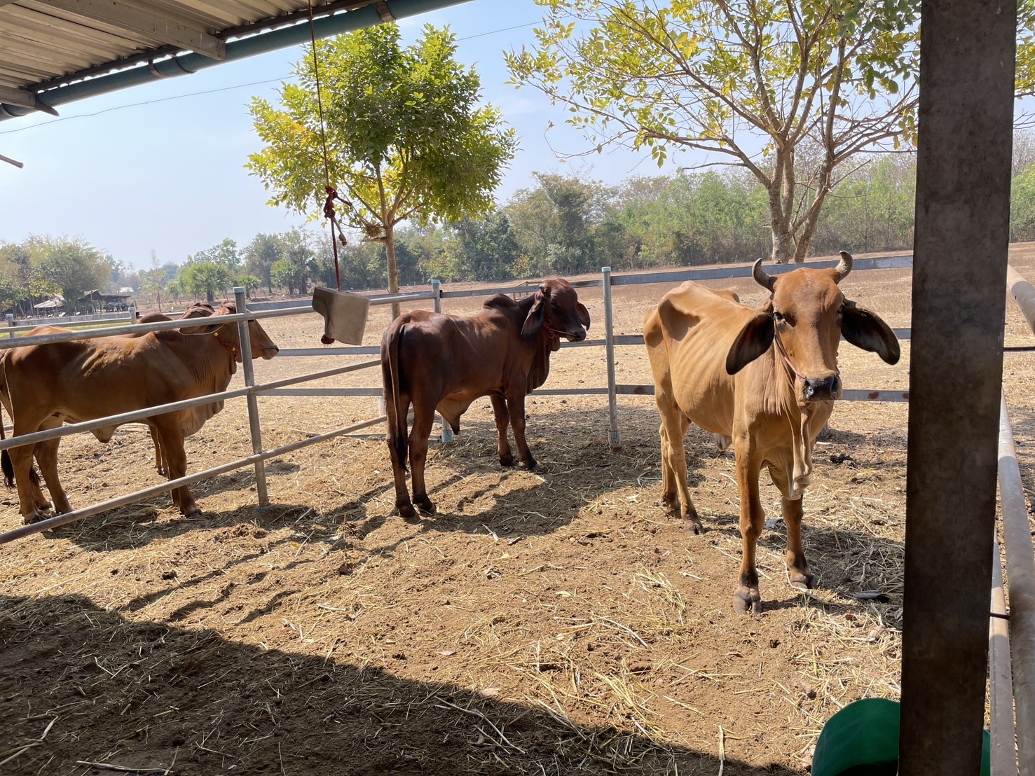 กองทุนฯ สตรี หนองคาย ลงพื้นที่ประเมินกลั่นกรองโครงการเงินทุนหมุนเวียน พื้นที่อำเภอเมืองหนองคาย