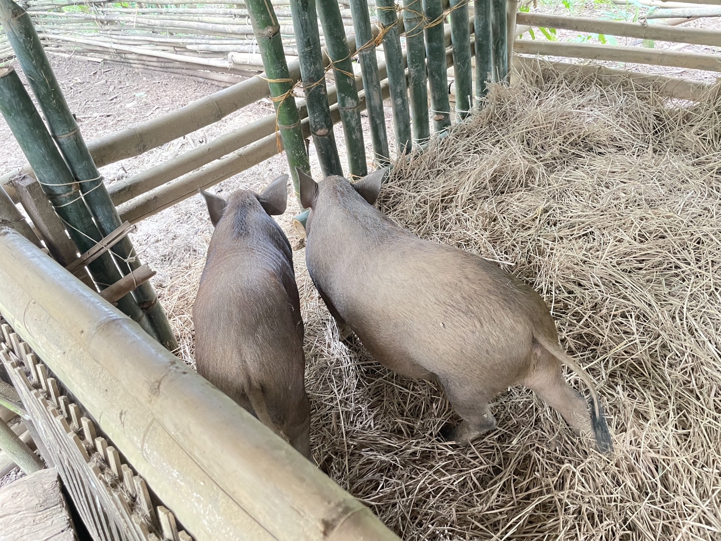 กองทุนฯ สตรี หนองคาย ลงพื้นที่ประเมินกลั่นกรองโครงการเงินทุนหมุนเวียน อำเภอสังคม